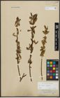 Foto von Salix alba L. x Salix fragilis L.